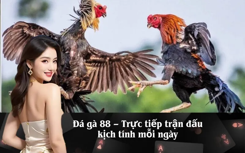 Đá gà 88 – Trực tiếp trận đấu kịch tính mỗi ngày