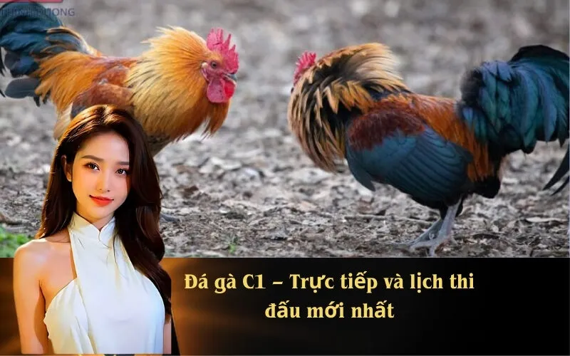 Đá gà C1 – Trực tiếp và lịch thi đấu mới nhất