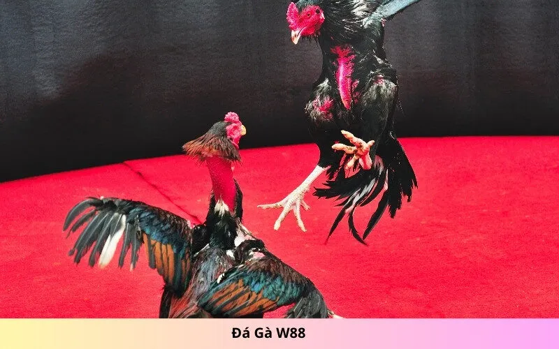 Đá Gà W88